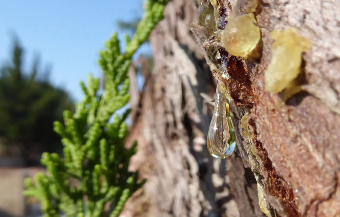 drop-of-sap-2582182_1920