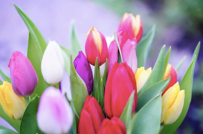 tulips-4925898_960_720