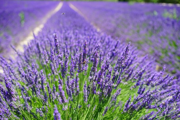 lavender-cultivation-2138398_960_720